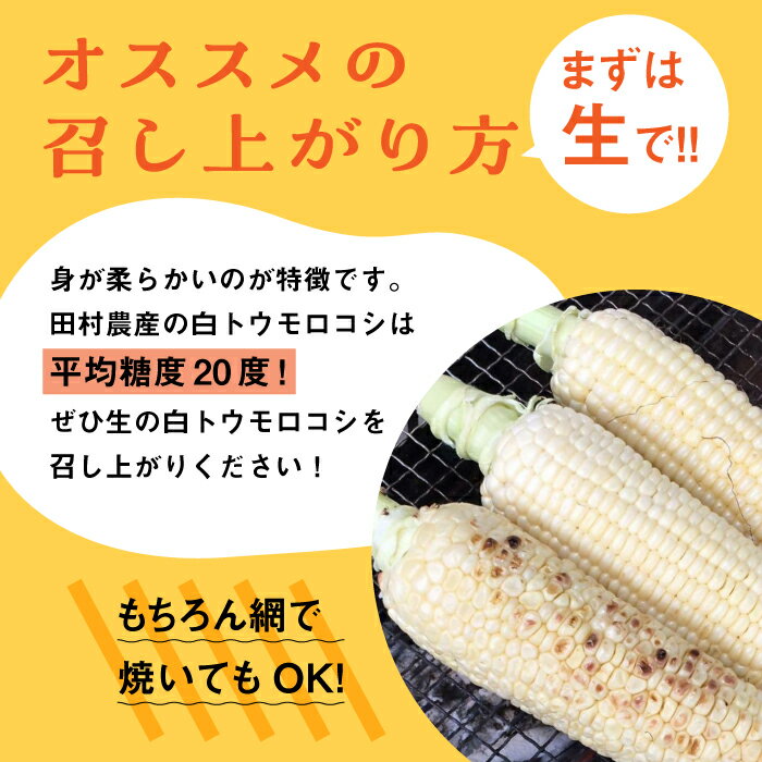 【ふるさと納税】【先行予約】田村農産の白トウモロコシ 10〜12本入り（2026年6月中旬以降順次発送）【田村農産】《豊前市》野菜 とうもろこし [VBE001] - 画像2