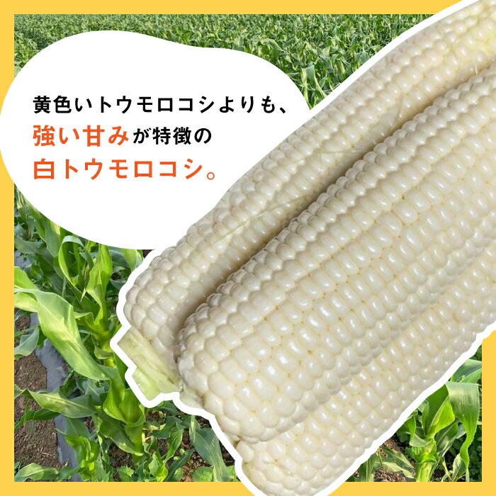 【ふるさと納税】【先行予約】田村農産の白トウモロコシ 10〜12本入り（2026年6月中旬以降順次発送）【田村農産】《豊前市》野菜 とうもろこし [VBE001] - 画像3