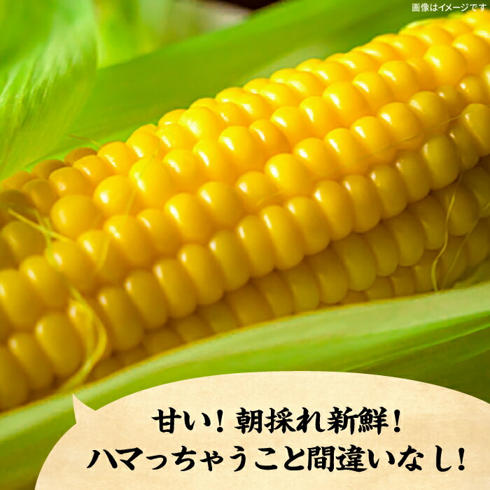 【ふるさと納税】【2026年6月以降出荷分予約】下山農園 としちゃんの 農家直送 スイートコーン 約4kg（11〜13本入り）《豊前市》【下山農園】とうもろこし 野菜 BBQ [VBH001] - 画像2