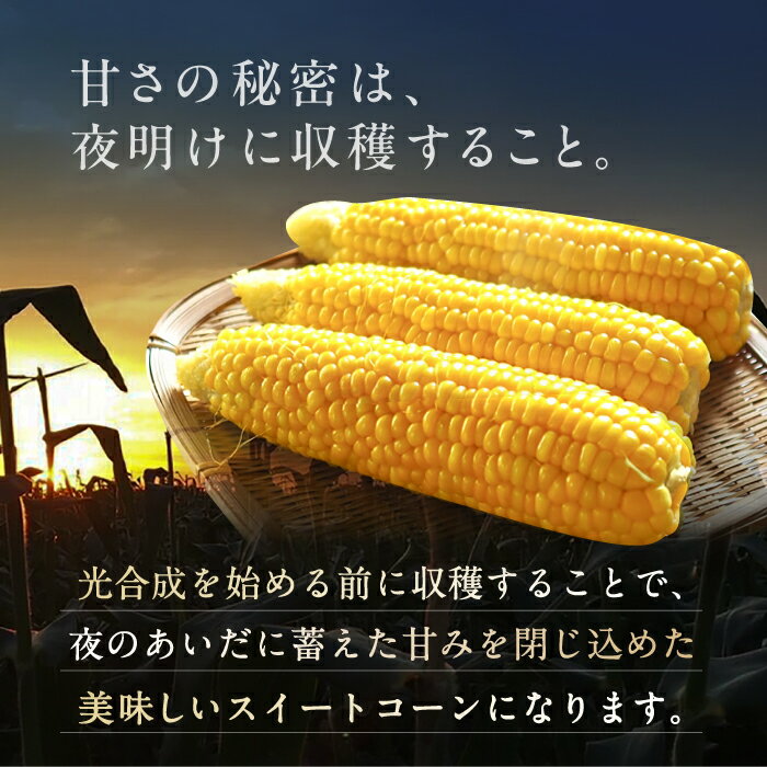【ふるさと納税】【先行予約】夜明けのスイートコーン 4kg×1箱 (7〜10本) 【2026年6月以降順次発送】《豊前市》【アグリネックス】 とうもろこし コーン スイートコーン 14000円 [VCO001] - 画像3