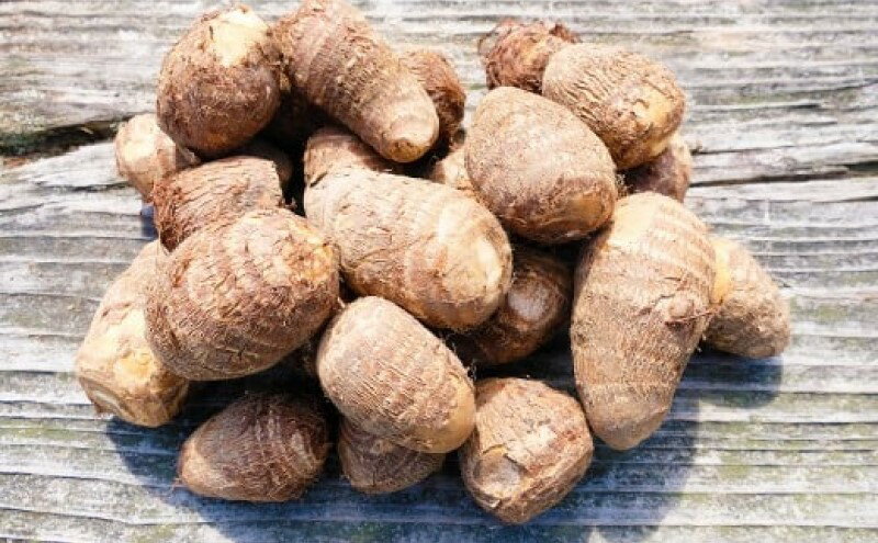 【ふるさと納税】里芋 ねっとりもちもち 小郡産の里芋 白芽大吉 2.5kg ふくおかエコ農産物認証 ゆうき自然農場 野菜 芋 　お届け：2025年11月～2026年4月 サムネイル2