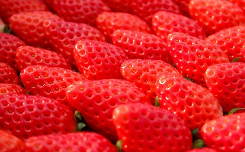 【ふるさと納税】あまおう 生まれも育ちも福岡県 イチゴ界の王道！あまおう好きにはたまらない ボリュームパック 4パック 果物 デザート　お届け：2026年1月1日～5月31日まで サムネイル3