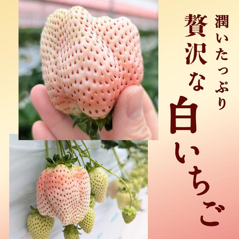 【ふるさと納税】【訳あり】冷凍いちご 白いちご 1kg入り 冷凍 フローズン デザート 白いちご 白苺 イチゴ 果物 くだもの フルーツ 旬のフルーツ 季節のフルーツ 旬の果物 季節の果物 福岡 福岡県 小郡市 サムネイル3