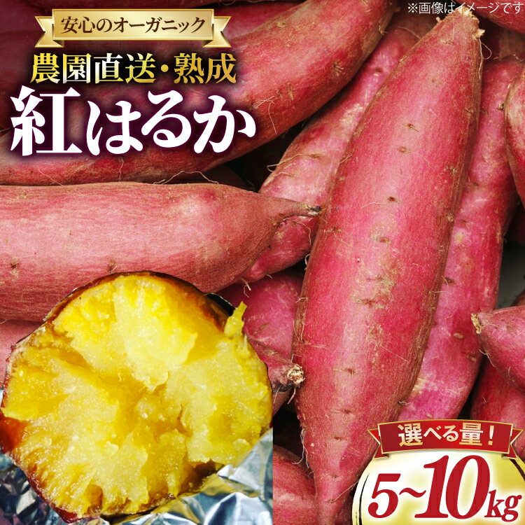 さつまいも 紅はるか 5kg 10kg 選べる量[石橋農園 福岡県 筑紫野市 21761231] さつま芋 べにはるか 5キロ 10キロ 芋 お芋 オーガニック 有機 熟成