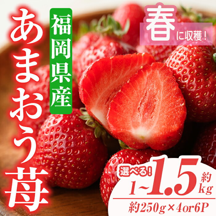 ＜容量を選べる・先行予約受付中！2026年2月上旬〜2026年3月末に順次発送予定＞あまおう苺・春(計約1kg or 1.5kg)いちご 苺 フルーツ 果物 くだもの 福岡限定 家庭用 冷蔵 ＜離島配送不可＞【ksg0045・ksg0101】【南国フルーツ】