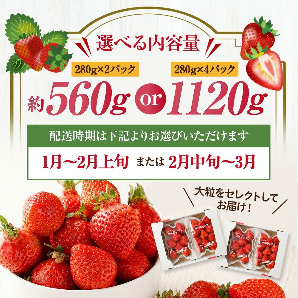 【ふるさと納税】＜選べる数量＆配送時期＞アフター保証 大粒セレクト！大人気のあまおう 280g × 2 or 4パック【2026年1月〜3月お届け】【JAほたるの里】大粒の「博多あまおう」 フルーツ 果物 いちご 苺 福岡県 宗像市 送料無料 サムネイル3
