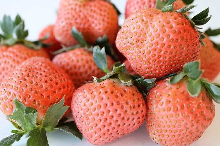 【先行予約】【2025年12月中旬より順次発送】福岡県産　桃薫　2パックセット【ナチュレッシュ・ファーム・ジェイピー】_HA1338 送料無料宗像市 果物 朝採れ フルーツ おやつ ご褒美 美味しい いちご イチゴ 苺 希少