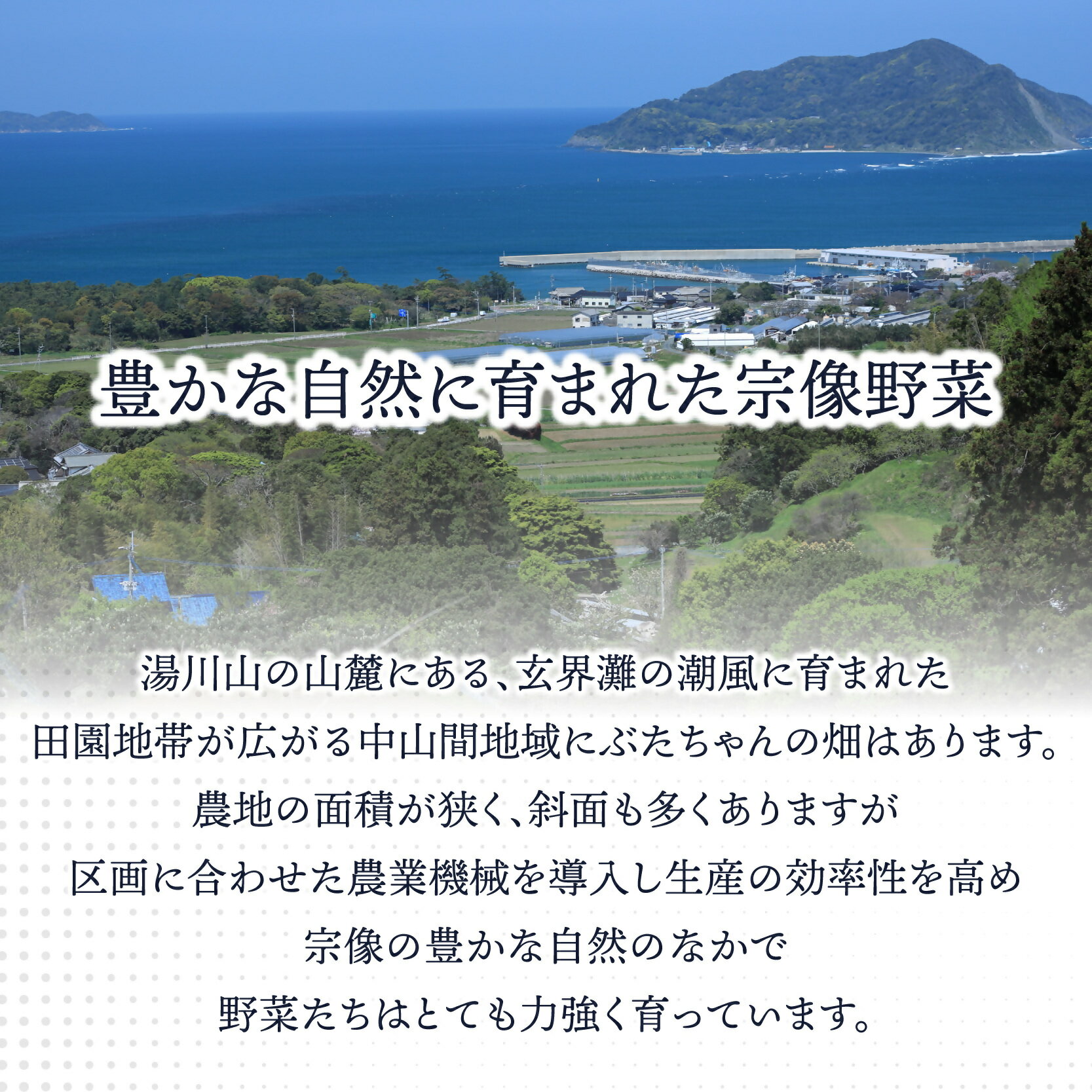 【ふるさと納税】【定期便/年12回/毎月お届け】有機JAS認証 旬の野菜セット 8品【ぶたちゃんの畑】_HB0162 送料無料 新鮮 お野菜 毎月 安心 安全 楽しみ - 画像3