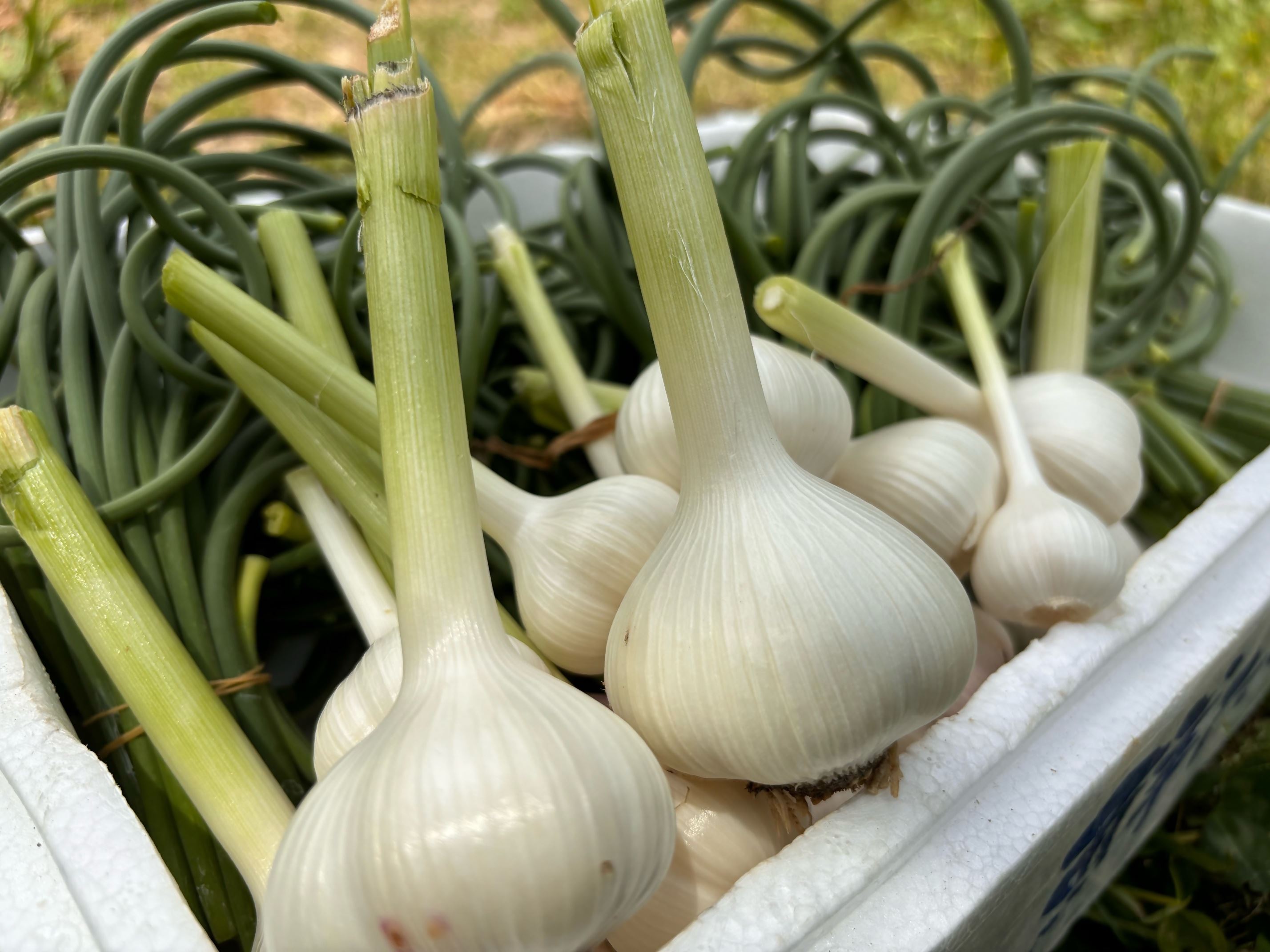 【ふるさと納税】にんにくの芽みそ 120g×3本（自然栽培のにんにくシリーズ）【むなかたひかり】_HA1553 送料無料宗像市 調味料 味噌 お手軽 美味しい 保存料不使用 サムネイル3