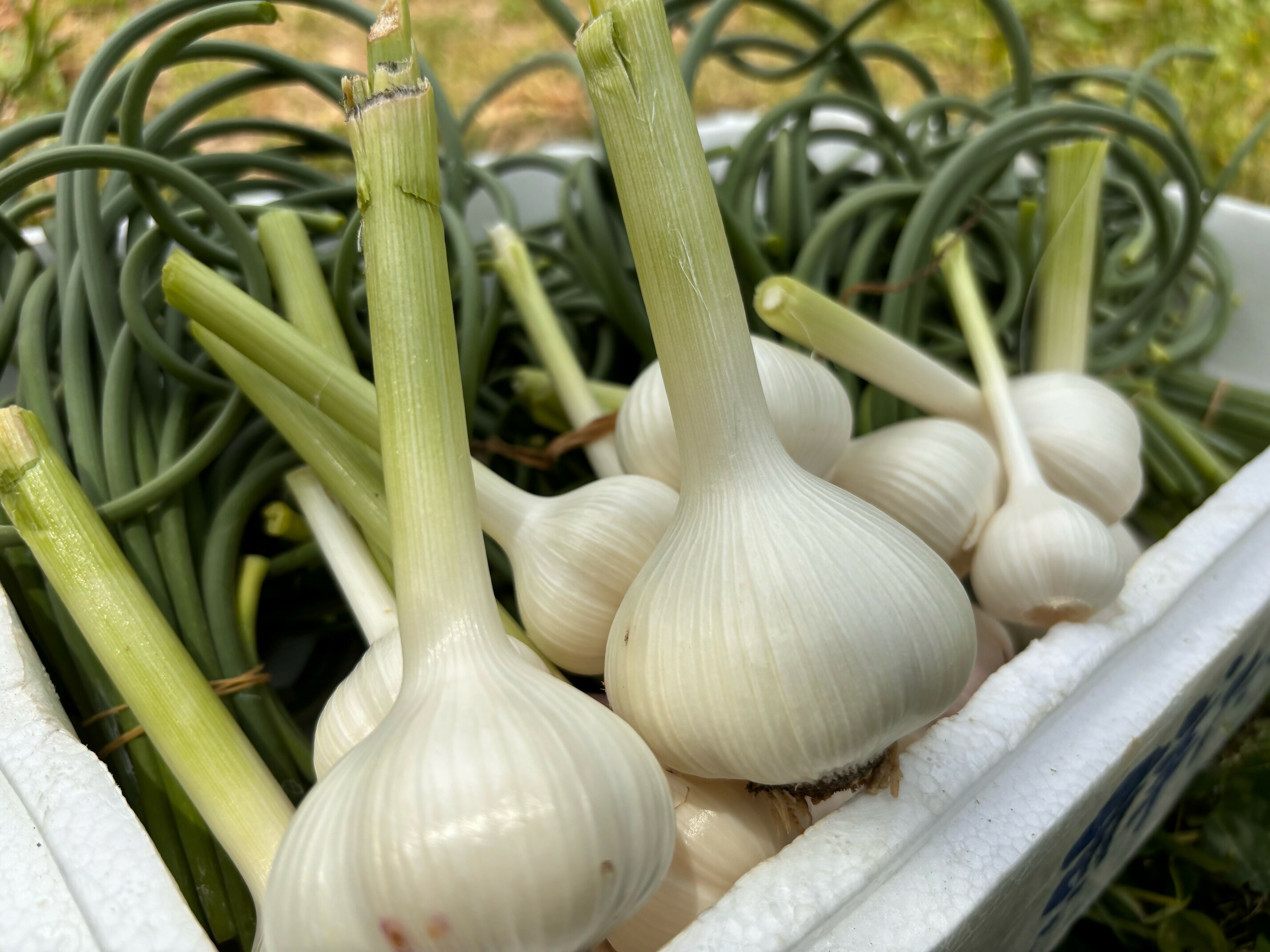 【ふるさと納税】にんにくの芽みそ120g×2本　にんにく塩麹130g×1本（自然栽培のにんにくシリーズ）【むなかたひかり】_HA1598 送料無料宗像市 調味料 お手軽 美味しい 保存料不使用 セット サムネイル3