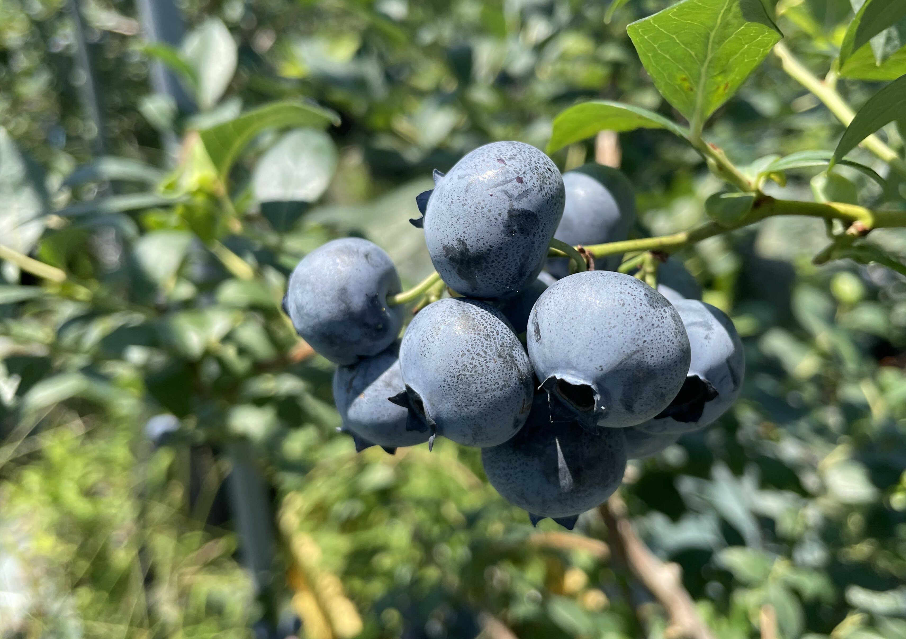 【ふるさと納税】【数量限定】【2026年4月末より順次発送】お驚きの大きさ！大粒ブルーベリー(1kg) 農薬不使用 有機栽培【えのさんのブルーベリー園】_HA1355送料無料 フルーツ ジャム　スムージー 目の疲れを緩和 ポリフェノール サムネイル2