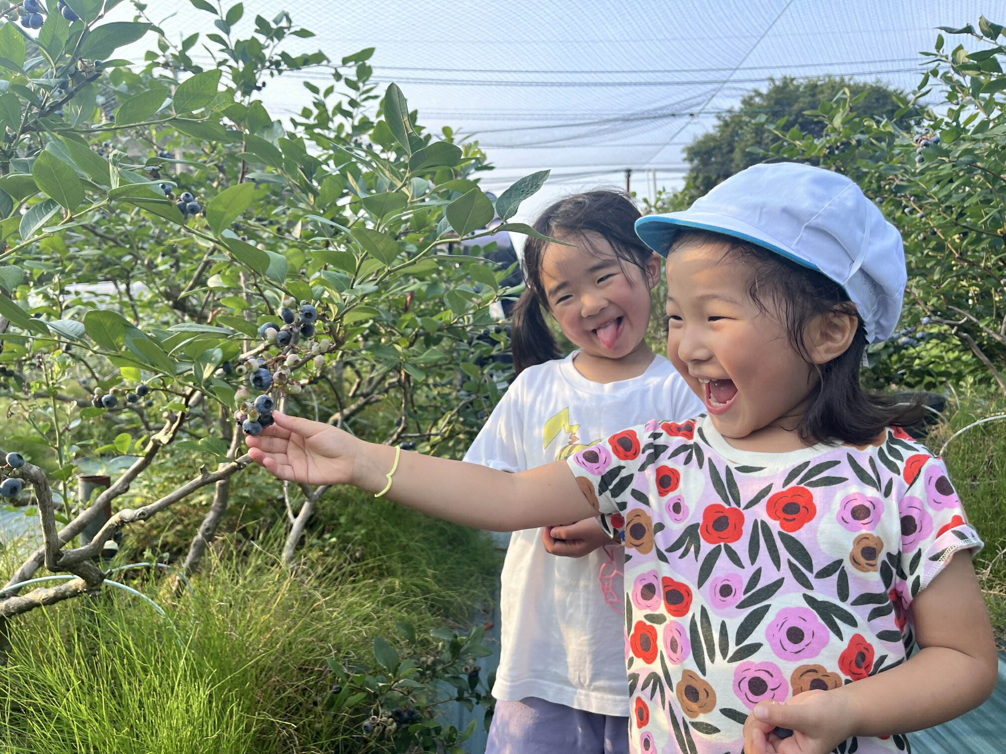 【ふるさと納税】【数量限定】【2026年4月末より順次発送】お驚きの大きさ！大粒ブルーベリー(1kg) 農薬不使用 有機栽培【えのさんのブルーベリー園】_HA1355送料無料 フルーツ ジャム　スムージー 目の疲れを緩和 ポリフェノール サムネイル3