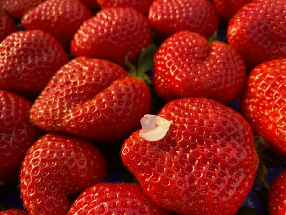 プレミアムオーガニックあまおう　プレミアムギフト【伊世いちご畑】_HA0481 送料無料苺 イチゴ フルーツ 化学農薬不使用 化学肥料不使用 冷蔵 ご褒美 おやつ 朝食 デザート