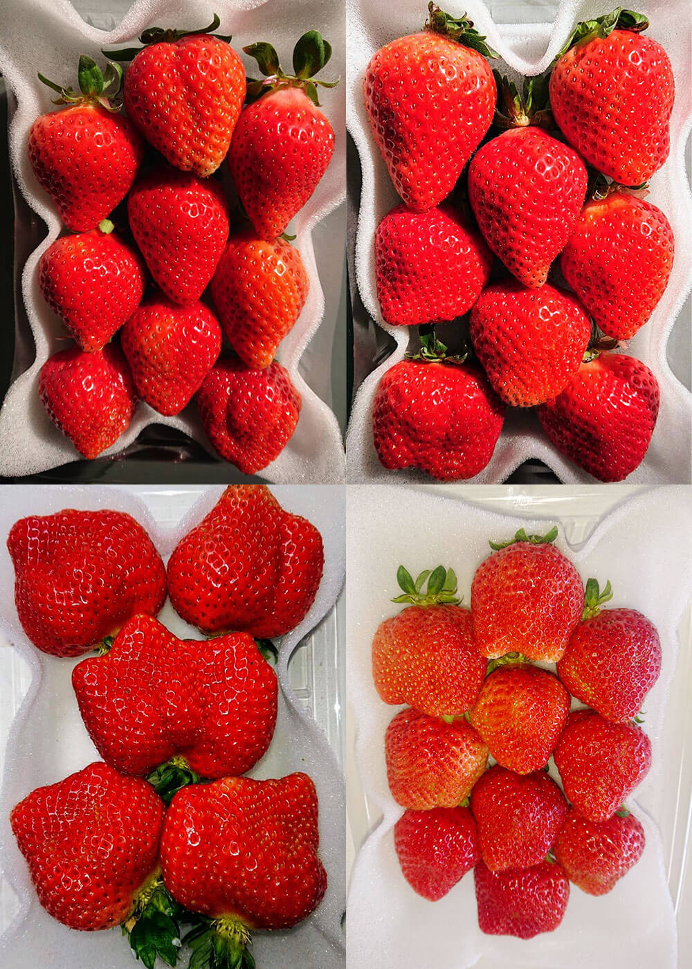 【ふるさと納税】＜予約＞あまおうボリュームセット 6パック 【2026年2月上旬～4月上旬発送予定】 合計約1500～1620g 約250～270g×6パック G規格 グランデ 1kg以上 あまおう いちご フルーツ 果物 苺 福岡県産 九州産 国産 冷蔵配送 送料無料 サムネイル3