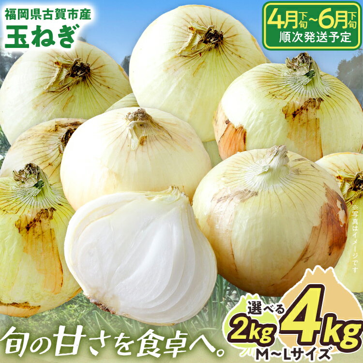 新鮮直送 玉ねぎ 国産 選べる2kg 4kg 古賀市産 野菜 たまねぎ タマネギ 玉葱 みずみずしい 甘い 柔らかい 農家直送 Mサイズ Lサイズ 肉じゃが サラダ 早生 中生 福岡県 福岡 九州 グルメ お取り寄せ【4月下旬〜6月下旬頃に順次発送予定】