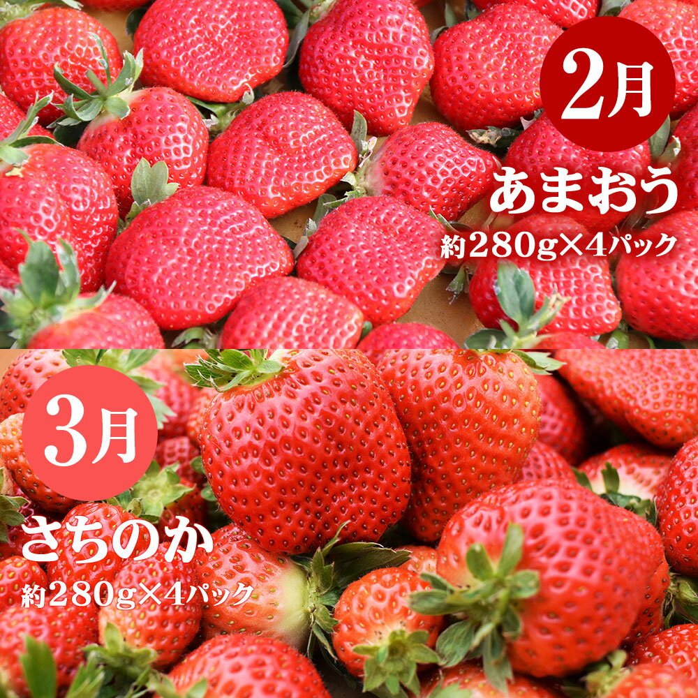 【ふるさと納税】【年5回定期便】 旬のフルーツ定期便 イチゴ シャインマスカット ピオーネ キウイ（甘うぃ） みかん フルーツ 果物 苺 ぶどう くだもの いちご あまおう さちのか 温州みかん 冷蔵 おやつ デザート 送料無料 ［G7032］ サムネイル3