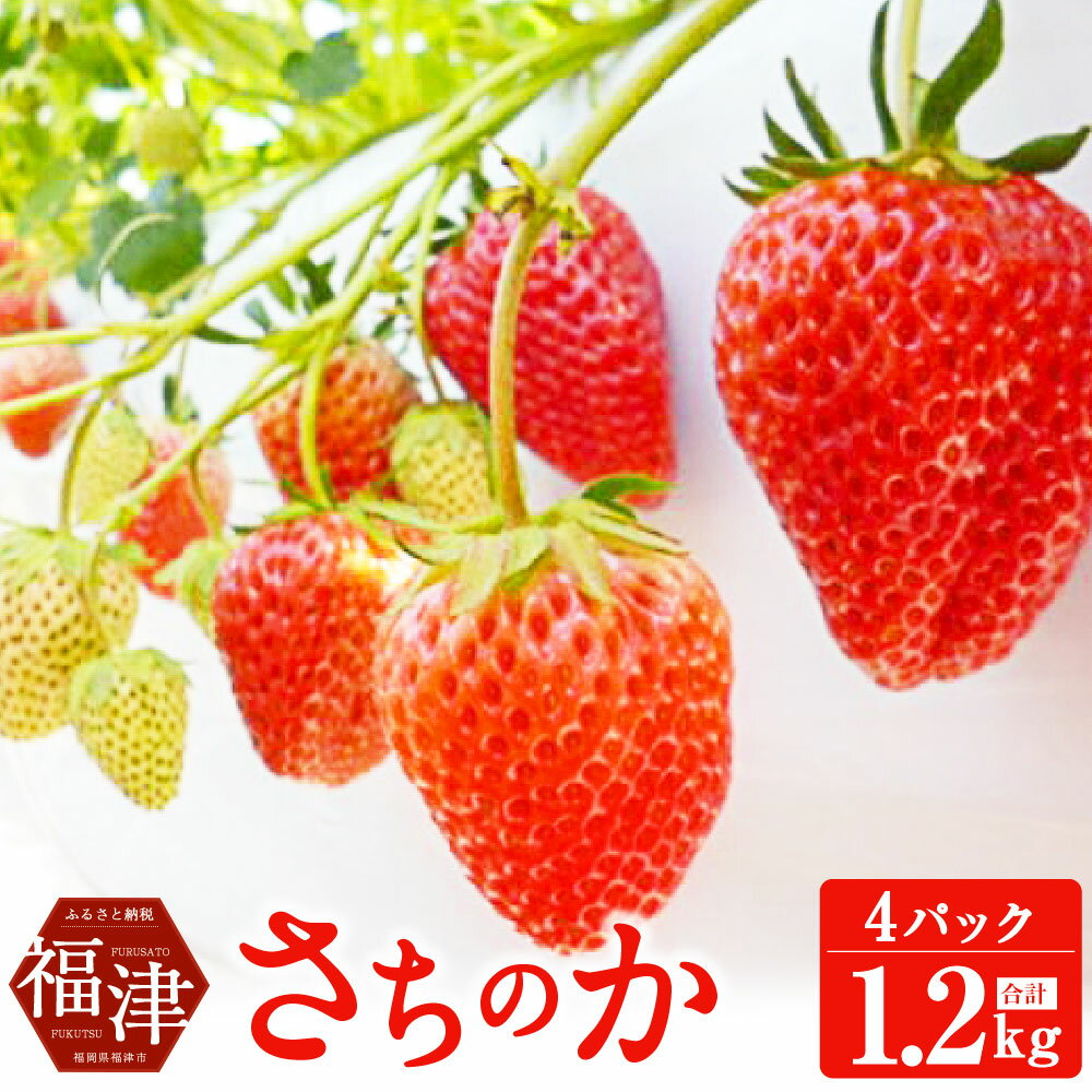 さちのか いちご 300g×4パック 計1.2kg あんずの里 果物 フルーツ イチゴ 苺 九州産 国産 福岡県産 送料無料 【2026年1月より順次発送】[G4127]
