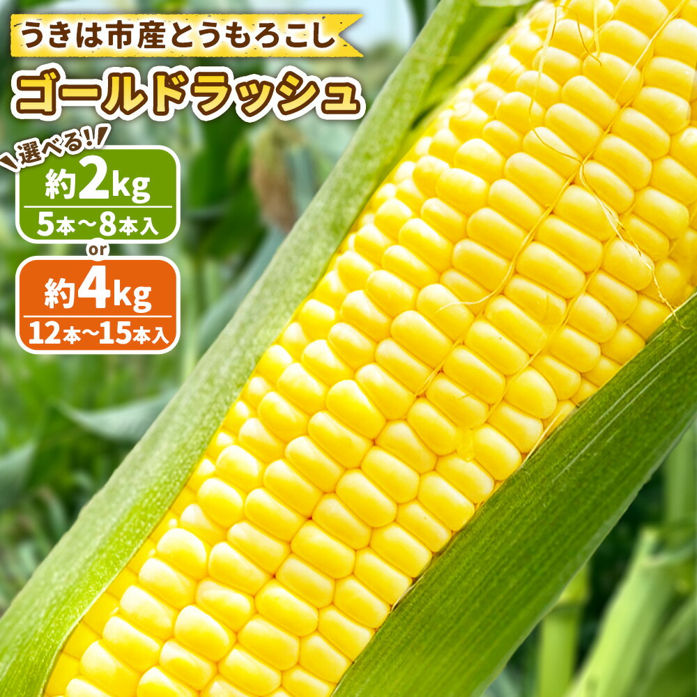 ＜選べる内容量＞とうもろこし ゴールドラッシュ 5本～8本入（約2kg） / 12本～15本入（約4kg） トウモロコシ フルーツコーン 野菜 やさい 冷蔵 福岡県産 国産 九州 福岡県 うきは市 送料無料 【2026年5月下旬～6月下旬発送予定】