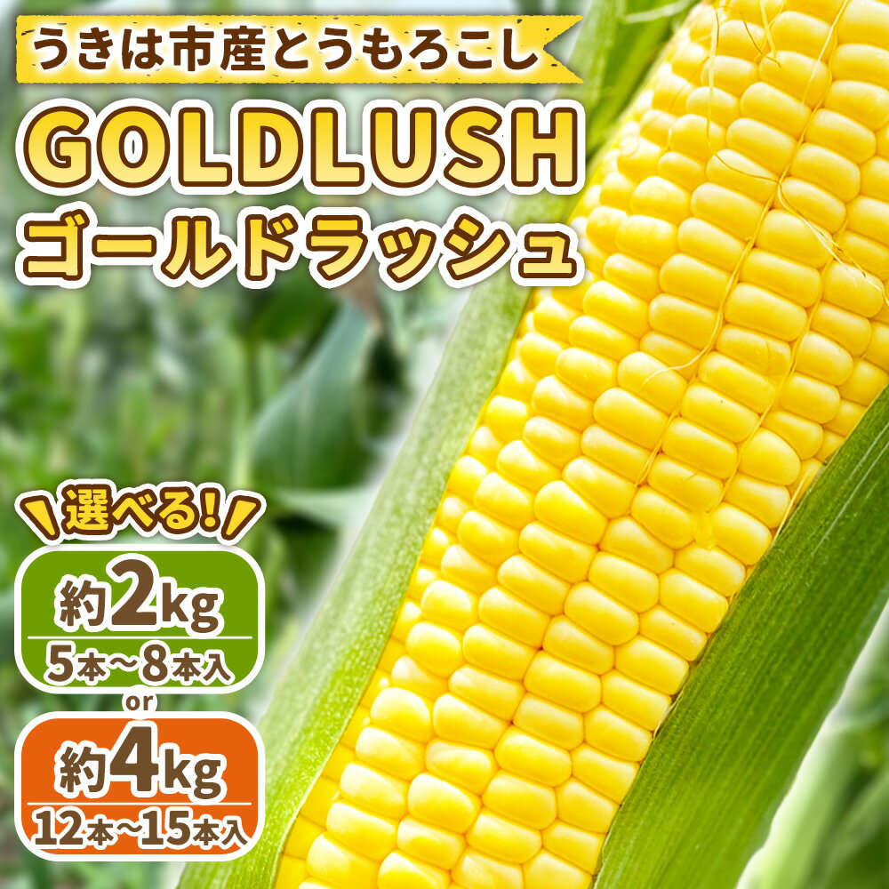 【ふるさと納税】＜選べる内容量＞とうもろこし ゴールドラッシュ 5本～8本入（約2kg） / 12本～15本入（約4kg） トウモロコシ フルーツコーン 野菜 やさい 冷蔵 福岡県産 国産 九州 福岡県 うきは市 送料無料 【2026年5月下旬～6月下旬発送予定】 - 画像2