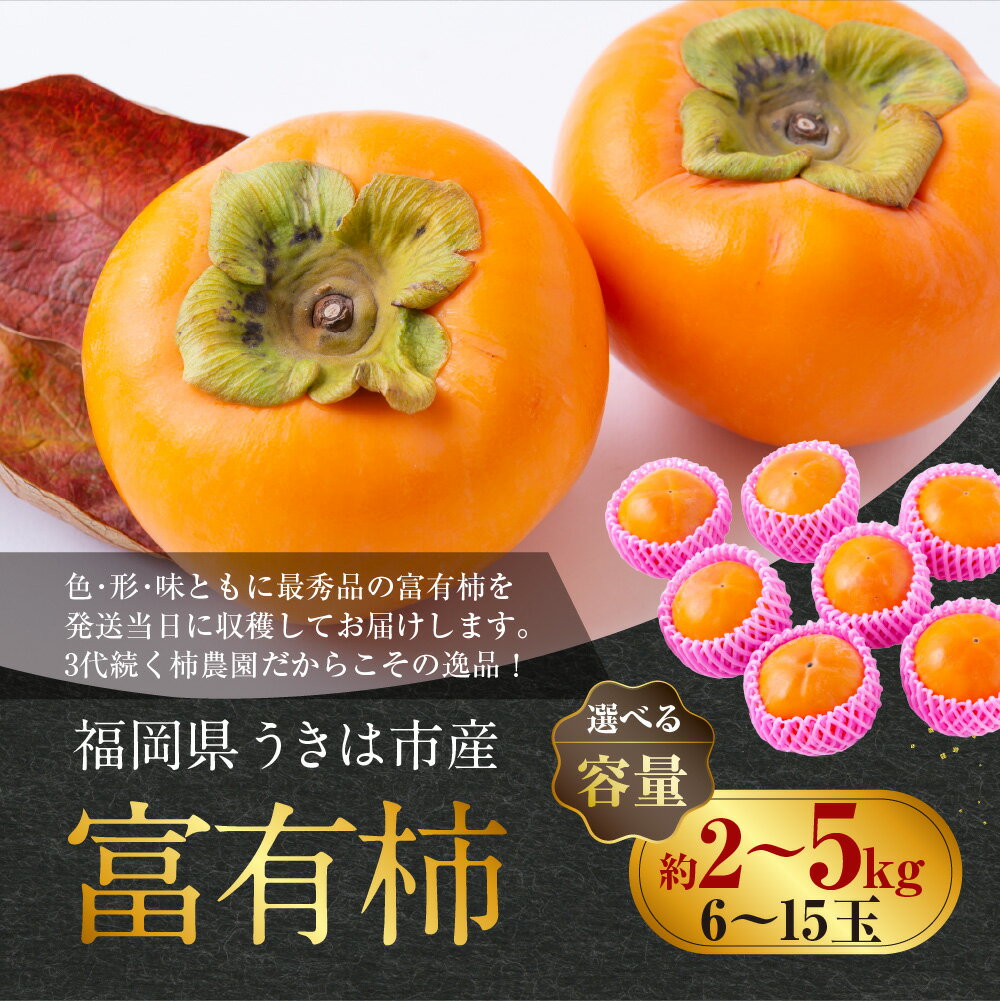 【ふるさと納税】〈選べる容量〉西見柿農園 富有柿 6玉から8玉・9玉から11玉・12玉から15玉 2025年11月下旬から12月上旬 9000円 ～14000円 9000円 ～ 1万4000円 出荷予定 柿 かき カキ フルーツ 果実 果物 常温 送料無料 福岡県 うきは市 サムネイル2