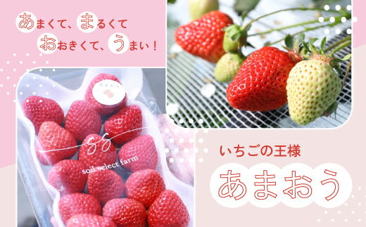 【ふるさと納税】【先行予約】あまおう 270g×4パック いちご 苺 イチゴ 合計約1080g 令和8年1月より順次発送 ブランド ストロベリー 博多 大人気 ナンバーワン NO1 限定品 高級 フルーツ 果物 くだもの 九州 福岡 宮若市 ふるさと納税 おすすめ 送料無料 M585-3 サムネイル2