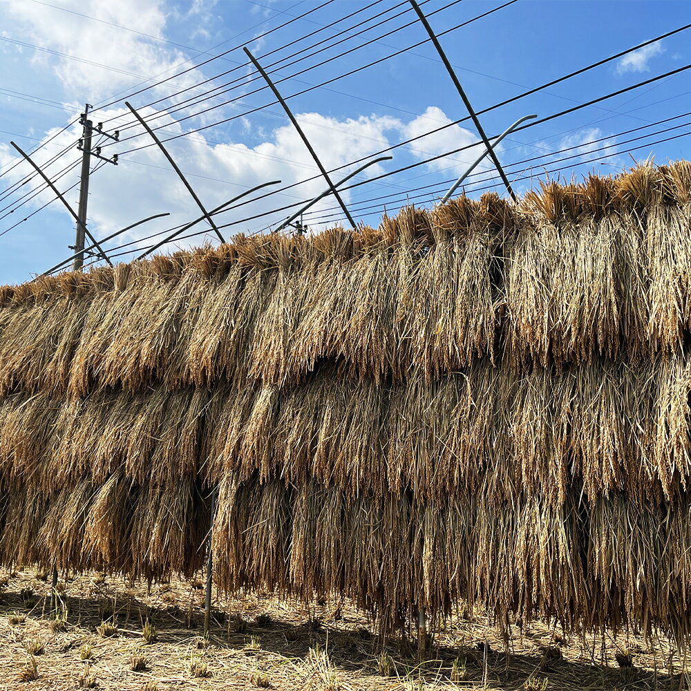 福岡県産幻の天日干し米 玄米 5kg お米 天日干し米 福岡県産 九州産 送料無料【2025年12月上旬より順次発送予定】