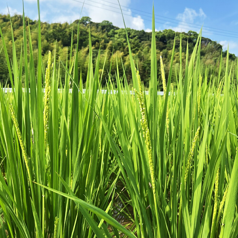 【ふるさと納税】福岡県産幻の天日干し米 玄米 5kg お米 天日干し米 福岡県産 九州産 送料無料【2025年12月上旬より順次発送予定】 - 画像2