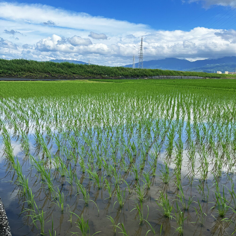【ふるさと納税】福岡県産幻の天日干し米 玄米 5kg お米 天日干し米 福岡県産 九州産 送料無料【2025年12月上旬より順次発送予定】 - 画像3