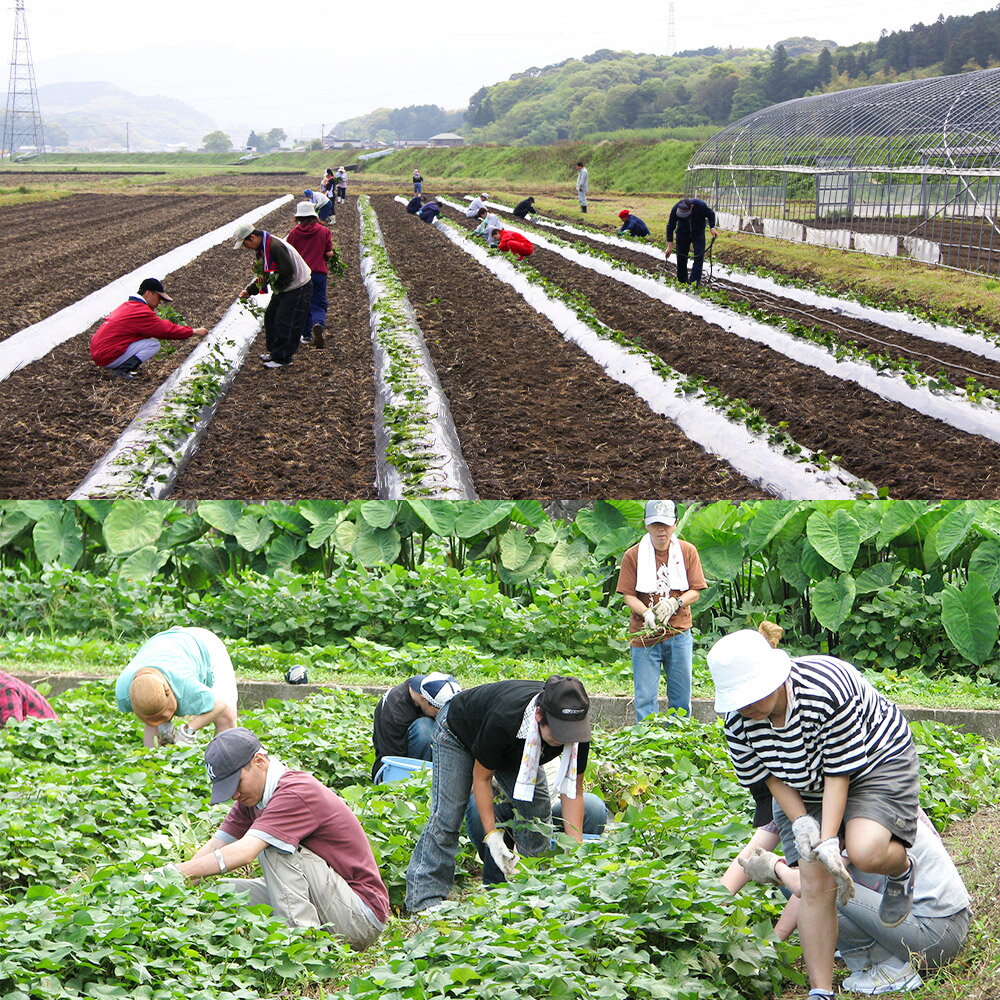 【ふるさと納税】芋焼酎 自立 720ml×2本 4合 お酒 25度 福岡県産 九州産 セット 送料無料 サムネイル3