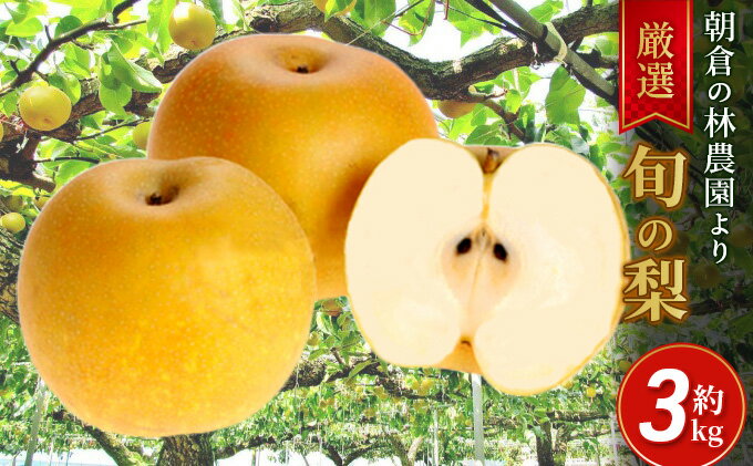 【ふるさと納税】梨 朝倉産 旬の梨 約3kg 林農園 配送不可 離島 ナシ 果物 フルーツ 先行予約 　お届け：2025年8月下旬～2026年1月中旬 サムネイル2