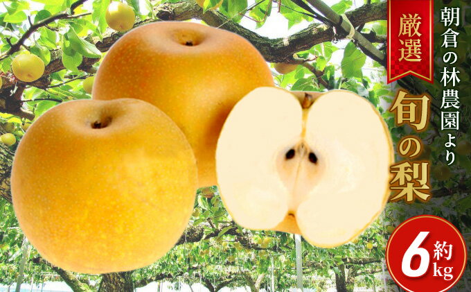 【ふるさと納税】梨 朝倉産 旬の梨 約6kg 林農園 配送不可 離島 ナシ 果物 フルーツ 先行予約 　お届け：2025年8月中旬～2026年1月中旬 サムネイル2