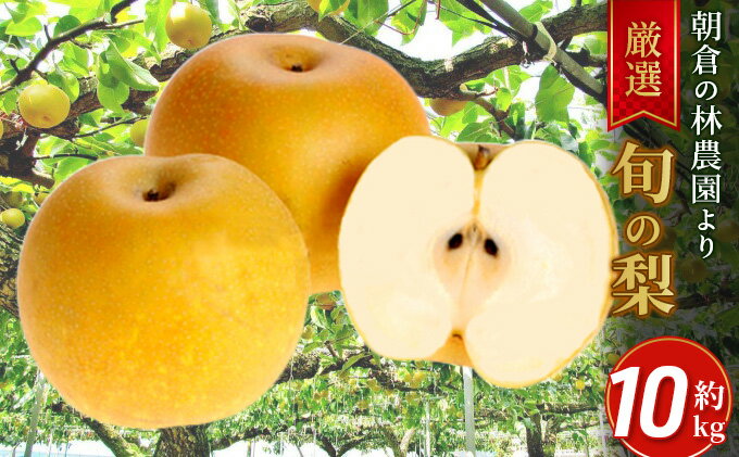 【ふるさと納税】梨 朝倉産 旬の梨 約10kg 林農園 配送不可 離島 ナシ 果物 フルーツ 減農薬栽培 　お届け：2025年8月中旬～2026年1月中旬 サムネイル2