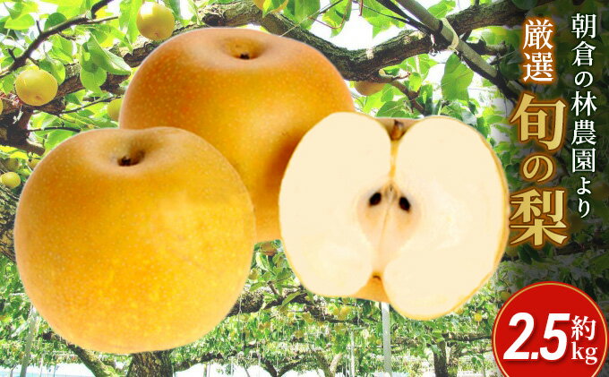 【ふるさと納税】梨 朝倉産 旬の梨 約2.5kg 林農園 配送不可 離島 ナシ 果物 フルーツ 減農薬栽培 　お届け：2025年8月下旬～2026年1月中旬 サムネイル2