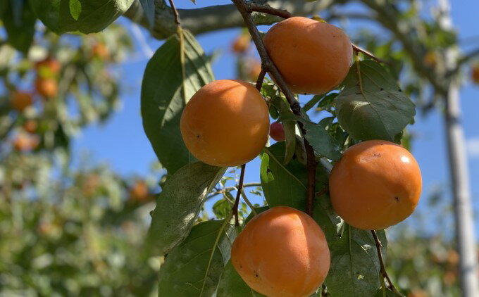 【ふるさと納税】柿 志波 富有柿 約3kg 11～12玉 果物類 かき 　お届け：2025年11月上旬～12月中旬 サムネイル3