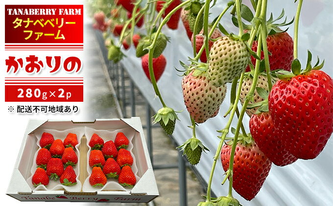 【ふるさと納税】いちご かおりの苺 280g×2パック 配送不可 北海道 東北 果物類 フルーツ おやつ デザート 食後 上品な香り 酸味が少ない 産地直送 国産 　お届け：2026年1月上旬～3月上旬 サムネイル2