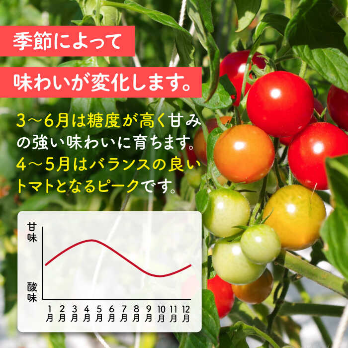 【ふるさと納税】フルティカ 2kg (1kg×2箱) 糸島市 / かわぞえ農園 [AAM006] トマト フルーツトマト トマト 24000円 2万4千円 - 画像3