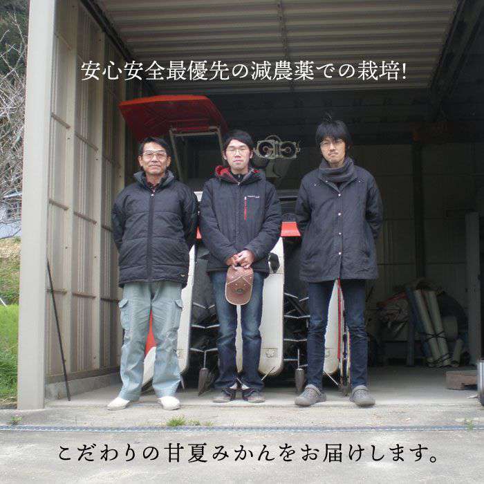 【ふるさと納税】【先行予約】健やかジューシー・夏の味 糸島産甘夏みかんM〜L玉・約3kg 【2026年4月以降順次発送】二丈赤米産直センター [ABB008] 常温 7000円 7千円 - 画像2