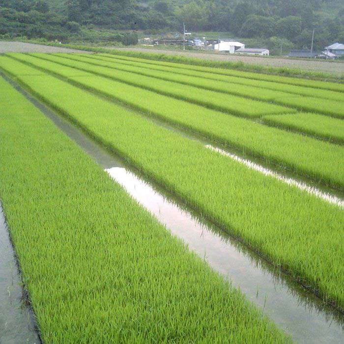 【ふるさと納税】福吉産・山つきの 減農薬米 ・2kg × 3品 種（ ヒノヒカリ 、 夢つくし 、 ミルキークイーン ）セット《糸島》【二丈赤米産直センター】 [ABB010] 米/ご飯/白米 無洗米 常温 - 画像2