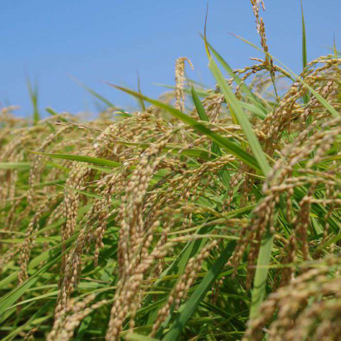 【ふるさと納税】福吉産・山つきの 減農薬米 ・2kg × 3品 種（ ヒノヒカリ 、 夢つくし 、 ミルキークイーン ）セット《糸島》【二丈赤米産直センター】 [ABB010] 米/ご飯/白米 無洗米 常温 - 画像3