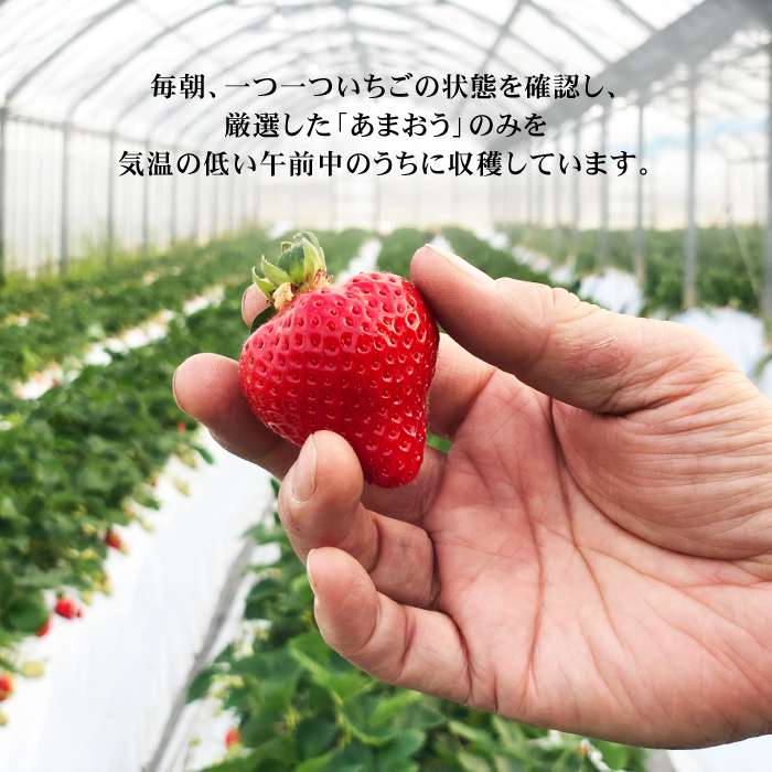 【ふるさと納税】【先行予約】その日一番のあまおうを即日出荷！本格 あまおう (285g×2パック) 【2026年1月以降順次発送】糸島市 / みのりのりん フルーツ 旬 [ABD002] 17000円 サムネイル3
