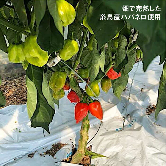 【ふるさと納税】 ハバネロ調味料 200ml 4本セット【シェフのごはんやさん四季彩】 いとしまごころ [ACC008] 15000円 サムネイル2