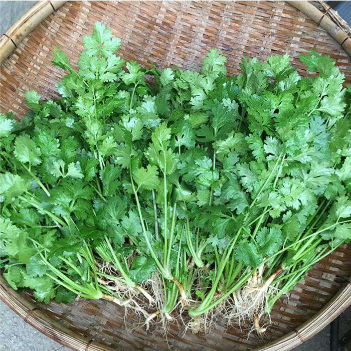 【ふるさと納税】糸島産 パクチー 600g(100g×6袋) 糸島市 / MURA FARM [AFD001] 10000円 1万円 - 画像2