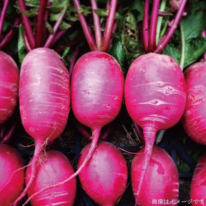【ふるさと納税】朝採れ！【 栽培 期間中、 農薬・化学肥料不使用 】 サラダ用 糸島 野菜 セット 《糸島》【オーガニックナガミツファーム】 [AGE002] 15000円 1万5千円 - 画像2
