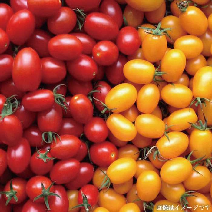 【ふるさと納税】朝採れ！【 栽培 期間中、 農薬・化学肥料不使用 】 サラダ用 糸島 野菜 セット 《糸島》【オーガニックナガミツファーム】 [AGE002] 15000円 1万5千円 - 画像3