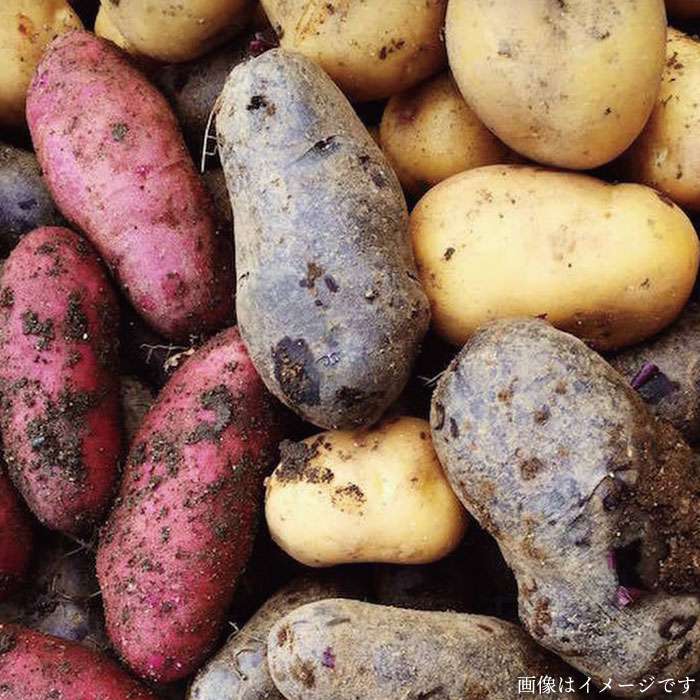 【ふるさと納税】朝採れ！ 糸島 野菜 セット （ 8品 前後 ） 《糸島》【オーガニックナガミツファーム】 [AGE003] 12000円 1万2千円 - 画像3