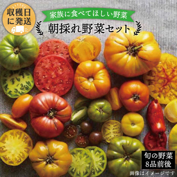 朝採れ！ 糸島 野菜 セット （ 8品 前後 ） 《糸島》【オーガニックナガミツファーム】 [AGE003] 12000円 1万2千円