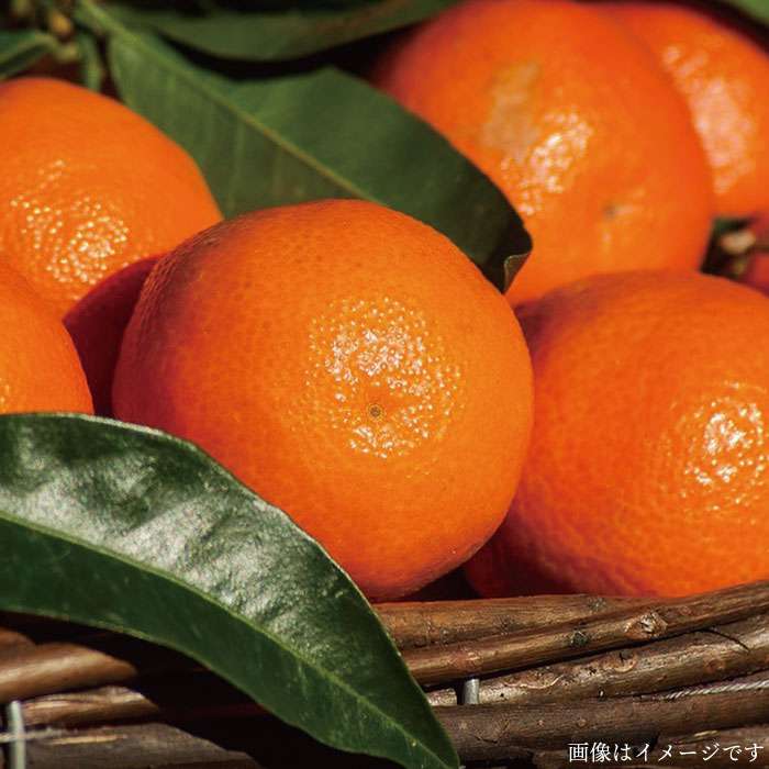 【ふるさと納税】朝採れ！ 栽培期間中無農薬野菜 （ 7品 前後 ） セット ＋ 果物 《糸島》【オーガニックナガミツファーム】 [AGE004] 12000円 1万2千円 - 画像3