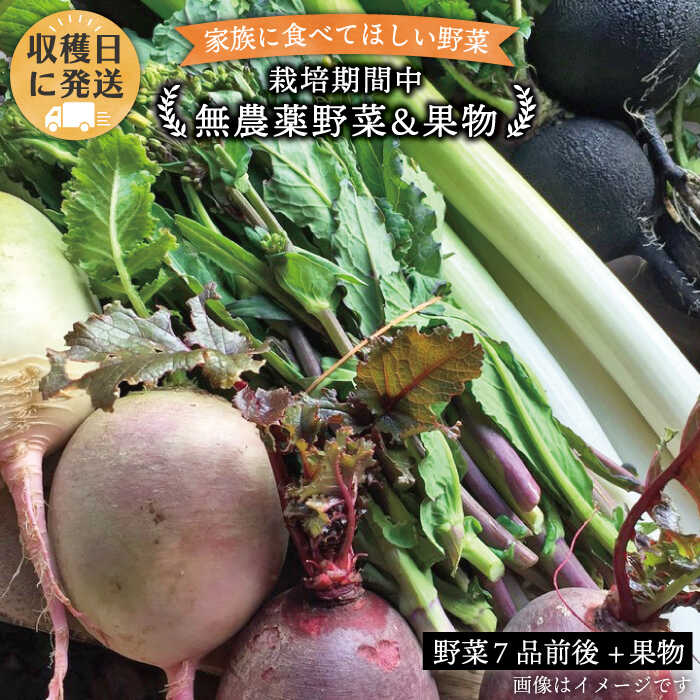 朝採れ！ 栽培期間中無農薬野菜 （ 7品 前後 ） セット ＋ 果物 《糸島》【オーガニックナガミツファーム】 [AGE004] 12000円 1万2千円