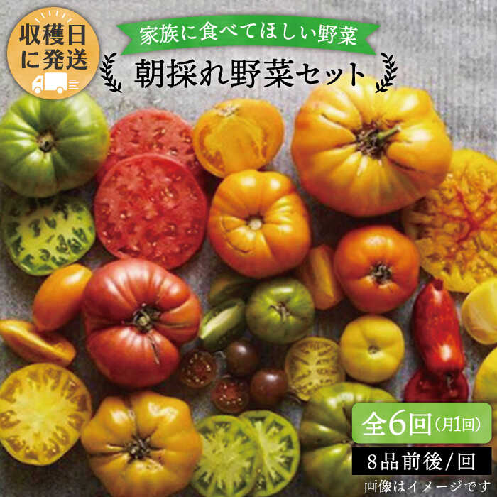 【 全6回 定期便 】 【 福岡県 糸島産 】 朝採れ 野菜 セット ( 8品 前後 ) 《糸島》【オーガニックナガミツファーム】 [AGE009] 86000円 8万6千円