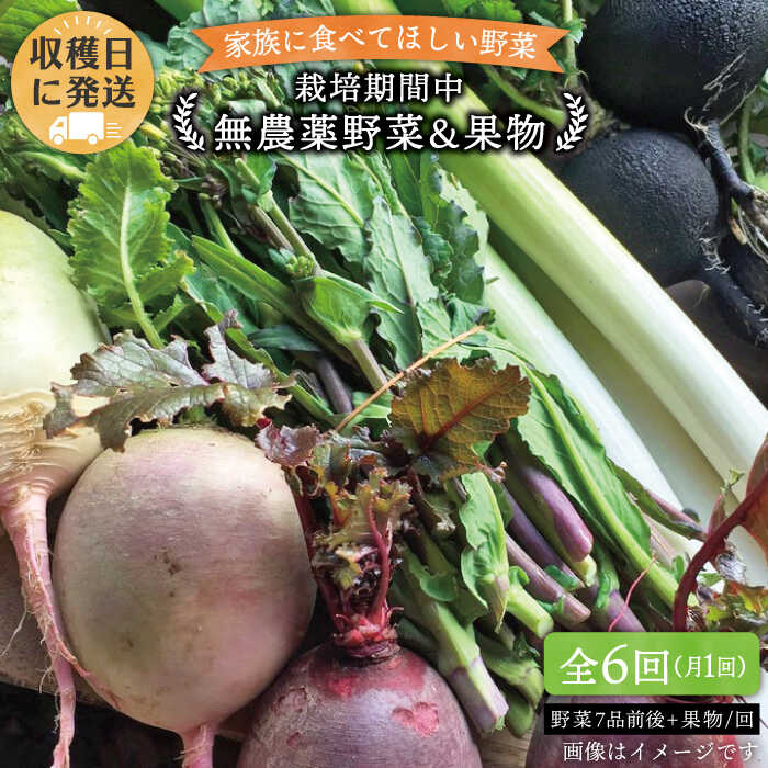 【 全6回 定期便 】 こだわり 野菜 （ 7品 前後 ） セット ＋ 果物 《糸島》【オーガニックナガミツファーム】 [AGE010] 69000円 6万9千円